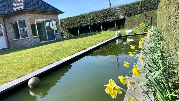 A house with a swimming pool, a lawn, and a hedge.