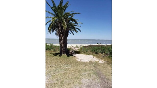 Eine Palme am Strand unter blauem Himmel.