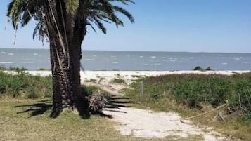 En palme, en sandsti og en strand med havet i baggrunden.