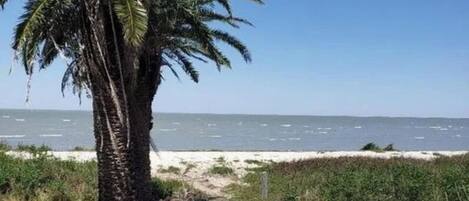 A palm tree by a beach with a clear sky.