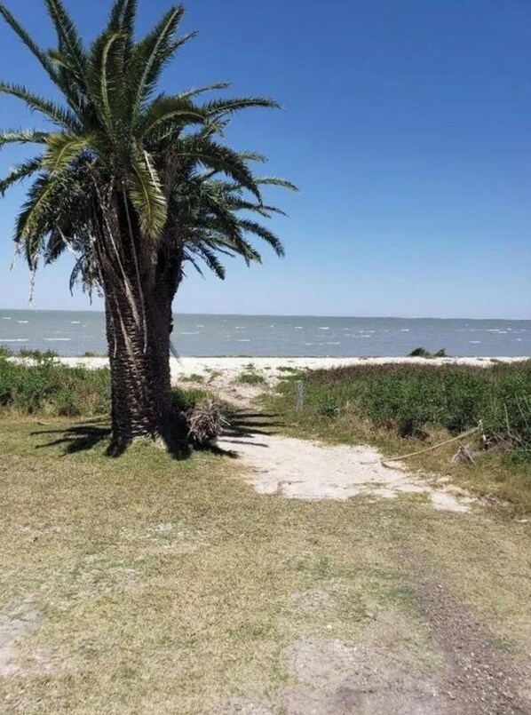 Eine Palme am Strand unter blauem Himmel.