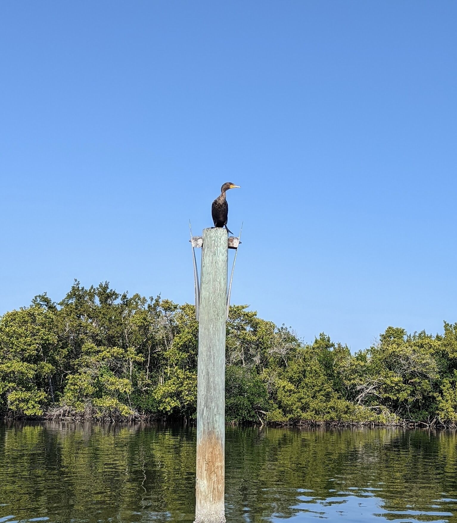 A bird perched on a tall, weathered wooden post surrounded by water and dense greenery.