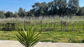 A concrete pathway leading to a small palm tree in a grassy area with a fence and trees in the background. - U SECONDU - Quiet, spacious new apartment (ALERIA)
