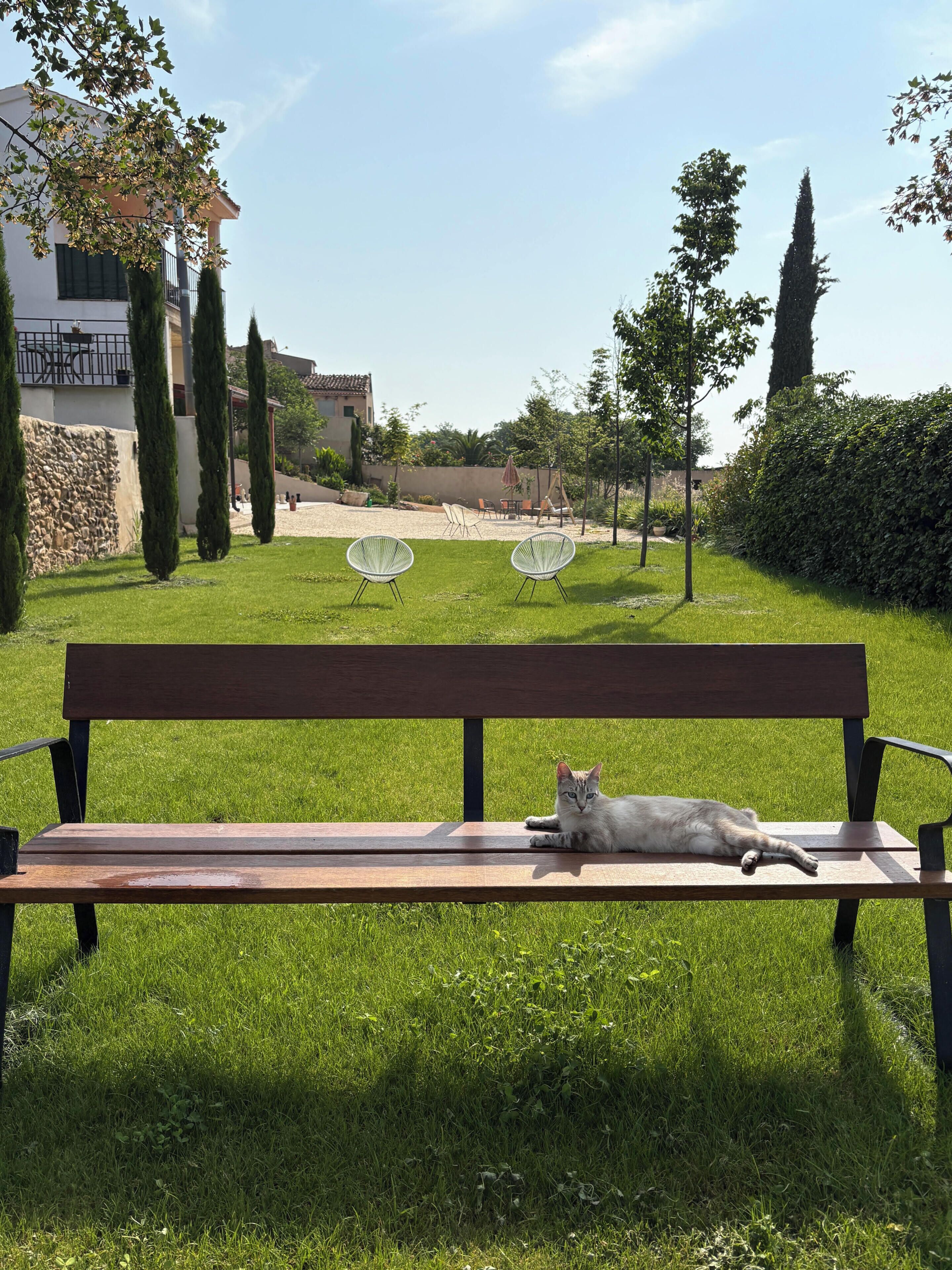 Un banco con un gato acostado en un área verde bajo un cielo despejado.