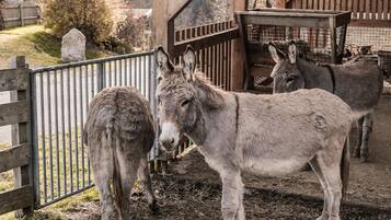 Enceinte de lâhĂ©bergement
