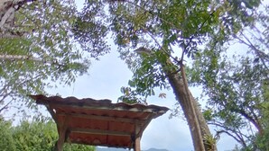 A wooden gazebo with a green mat at the entrance, surrounded by trees and a grassy area.