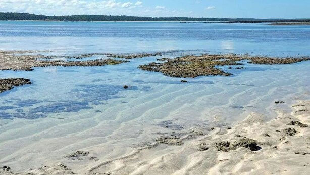 A beach with clear water, visible sand, and distant trees. - 1 Family and cozy apartment (Maragogi)