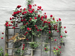 Pared con enrejado de madera sosteniendo rosas rojas.