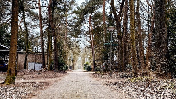 A forested path with a dirt road, surrounded by tall trees and a building on the left.