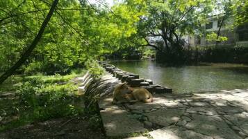 A stone pathway leading to a body of water with a lion resting on the path.