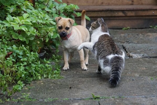 Un perro y un gato sobre una superficie de hormigón, con follaje al fondo.