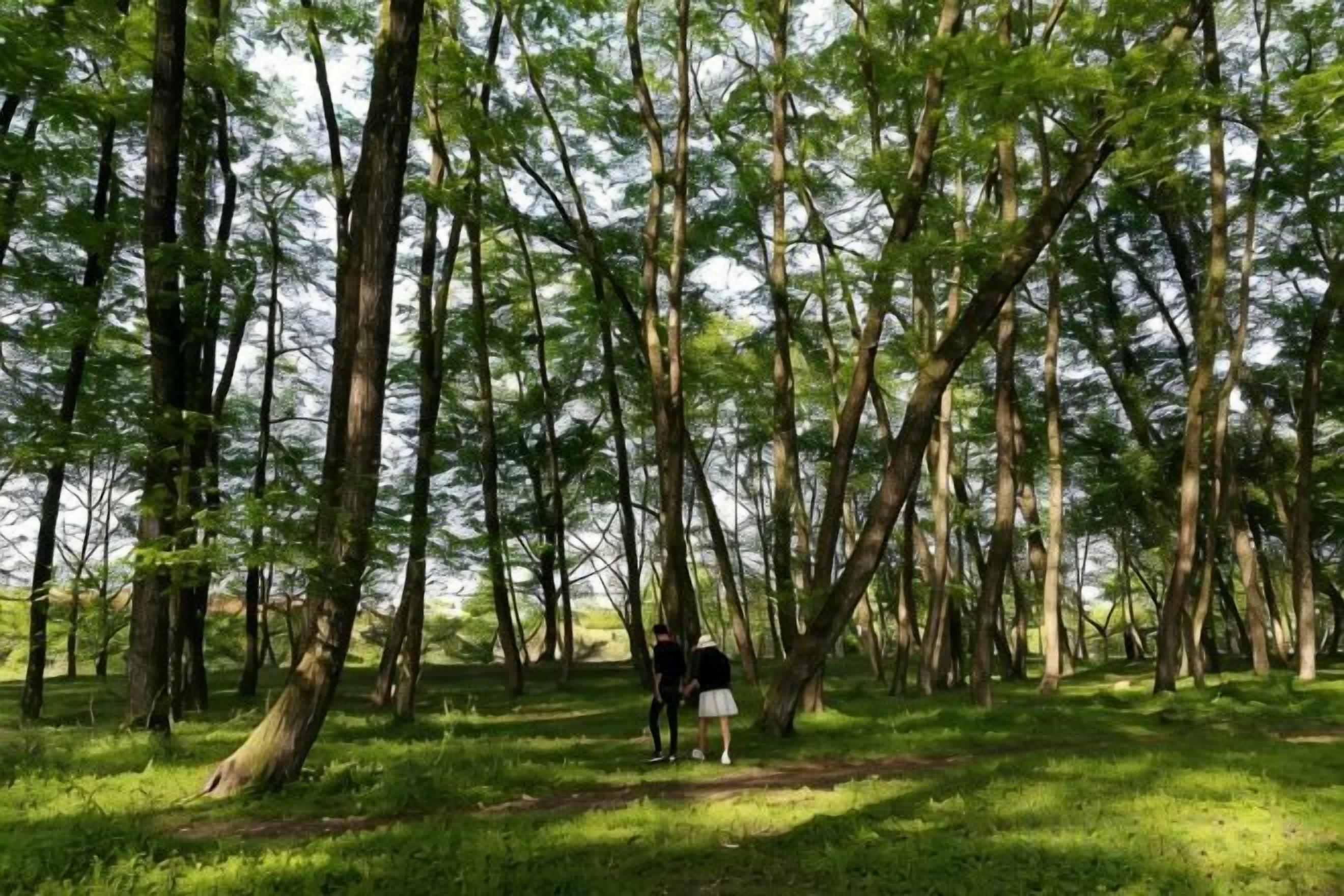 A forested area with tall trees and a path.