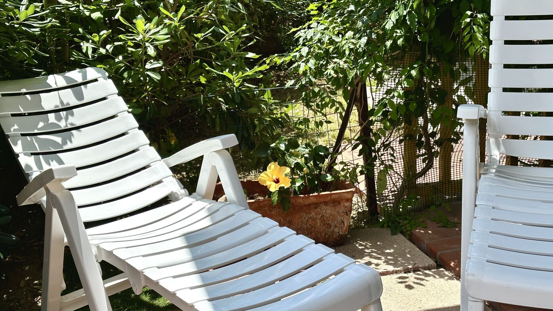 Two white plastic chairs with slatted backs in a garden area with potted plants and a yellow flower.