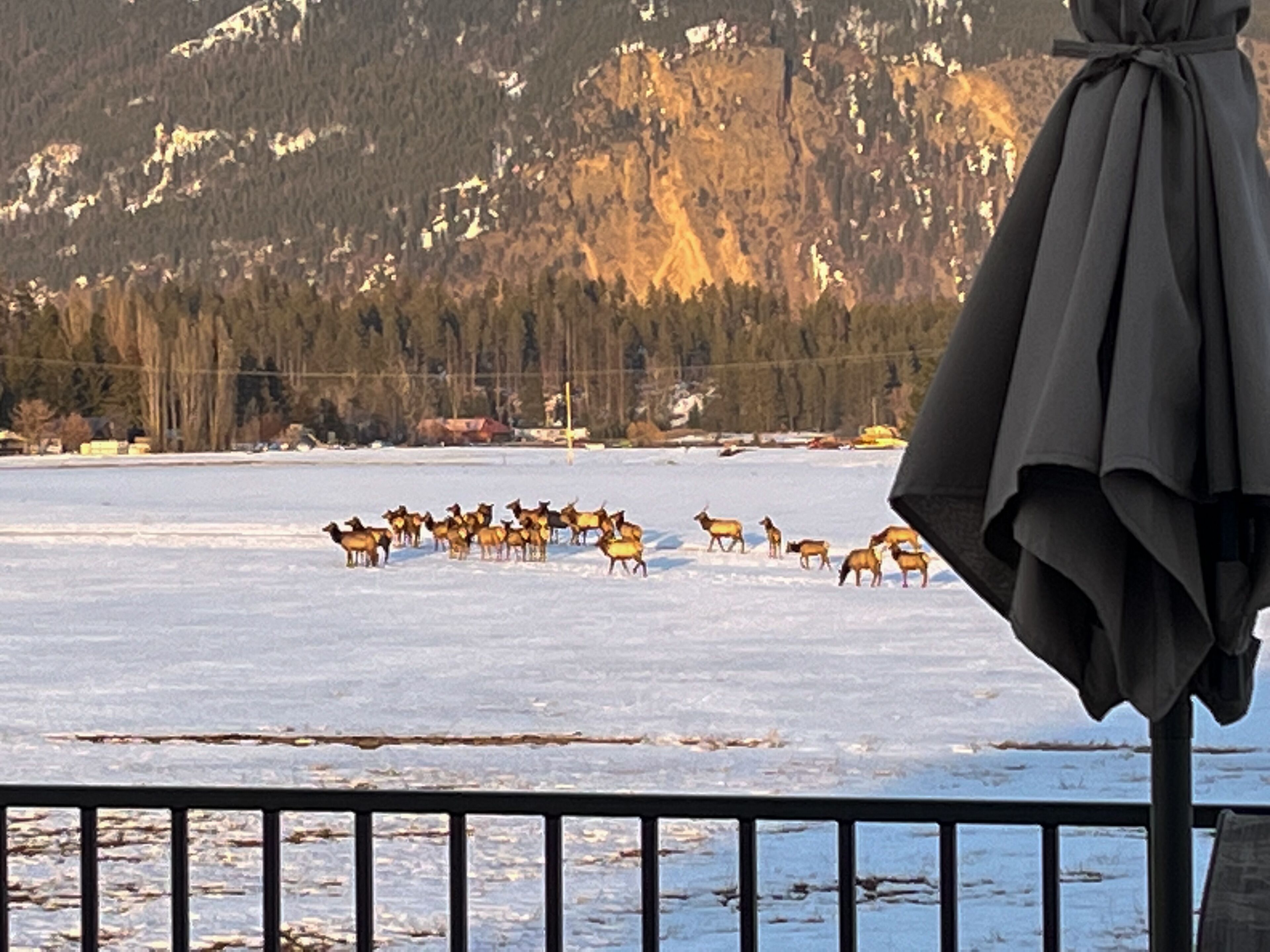NEW-Rocky Mountain Balcony-Columbia Falls MT 17 min to Glacier Park & Whitefish!