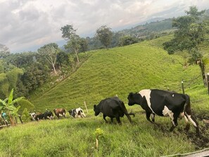 Property grounds - Majestic Farm Stay with scenic views (Filandia)