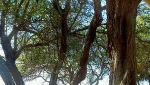 Vista de un jardín con árboles grandes y un camino que lleva a un cuerpo de agua.