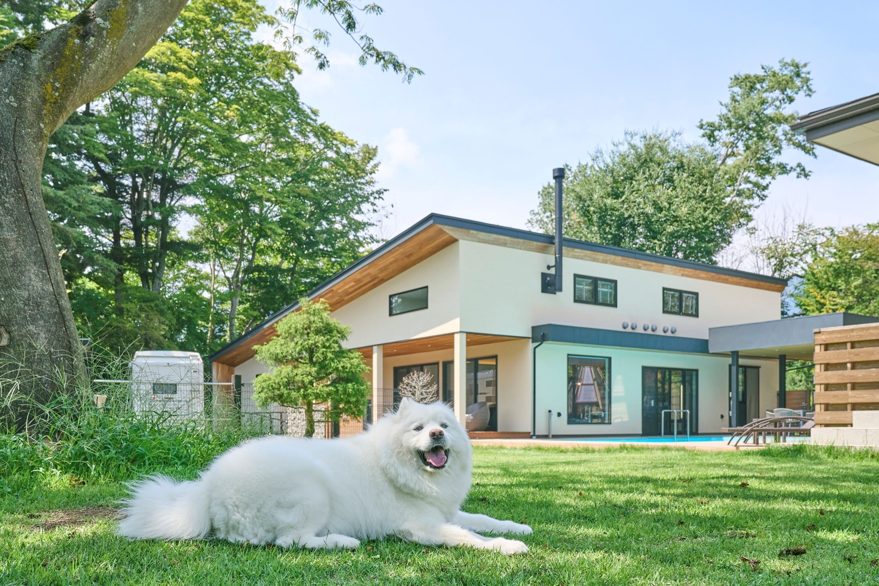 Una casa moderna con un jardín extenso y un perro blanco y esponjoso tumbado sobre el césped.