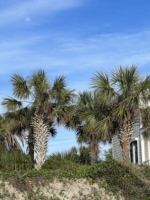 Property grounds - Casa Bella Vita is waiting to share the beautiful life with you! (Charleston)
