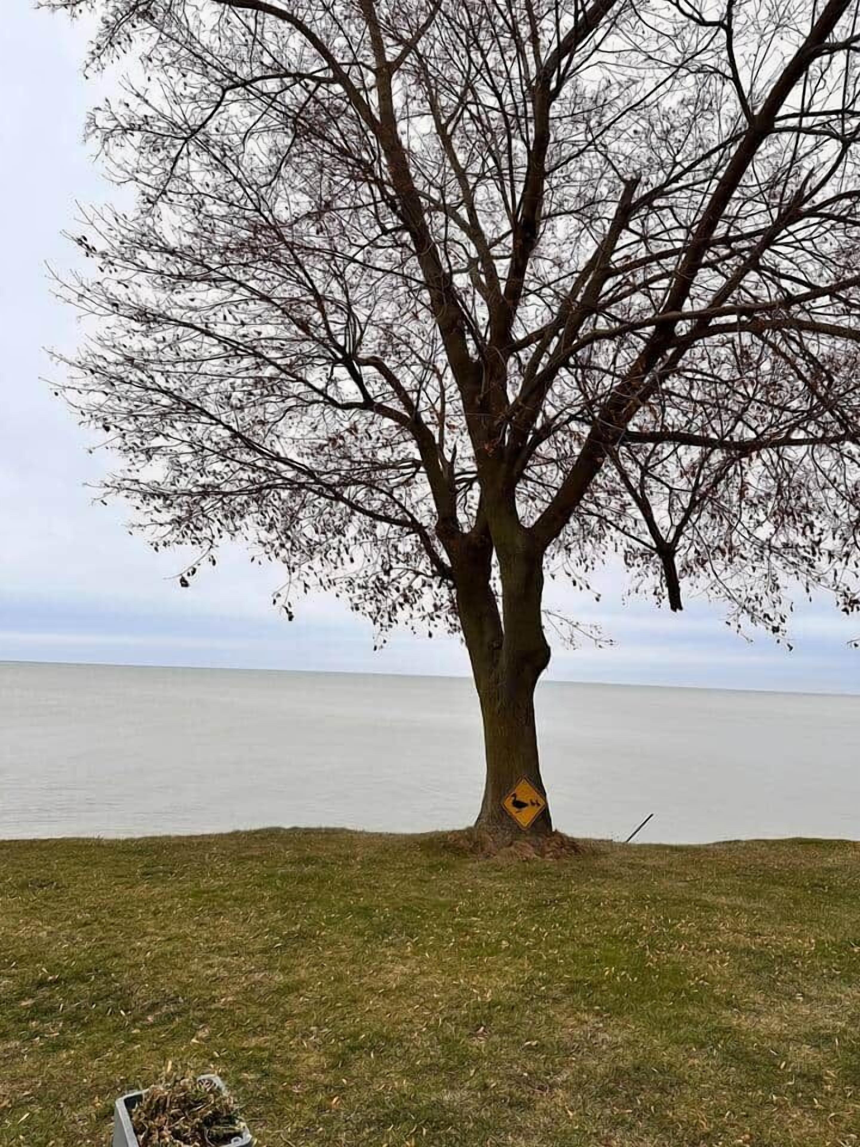 Un arbre sur lequel est fixé un panneau d’avertissement, une zone herbeuse et une étendue d’eau en arrière-plan.