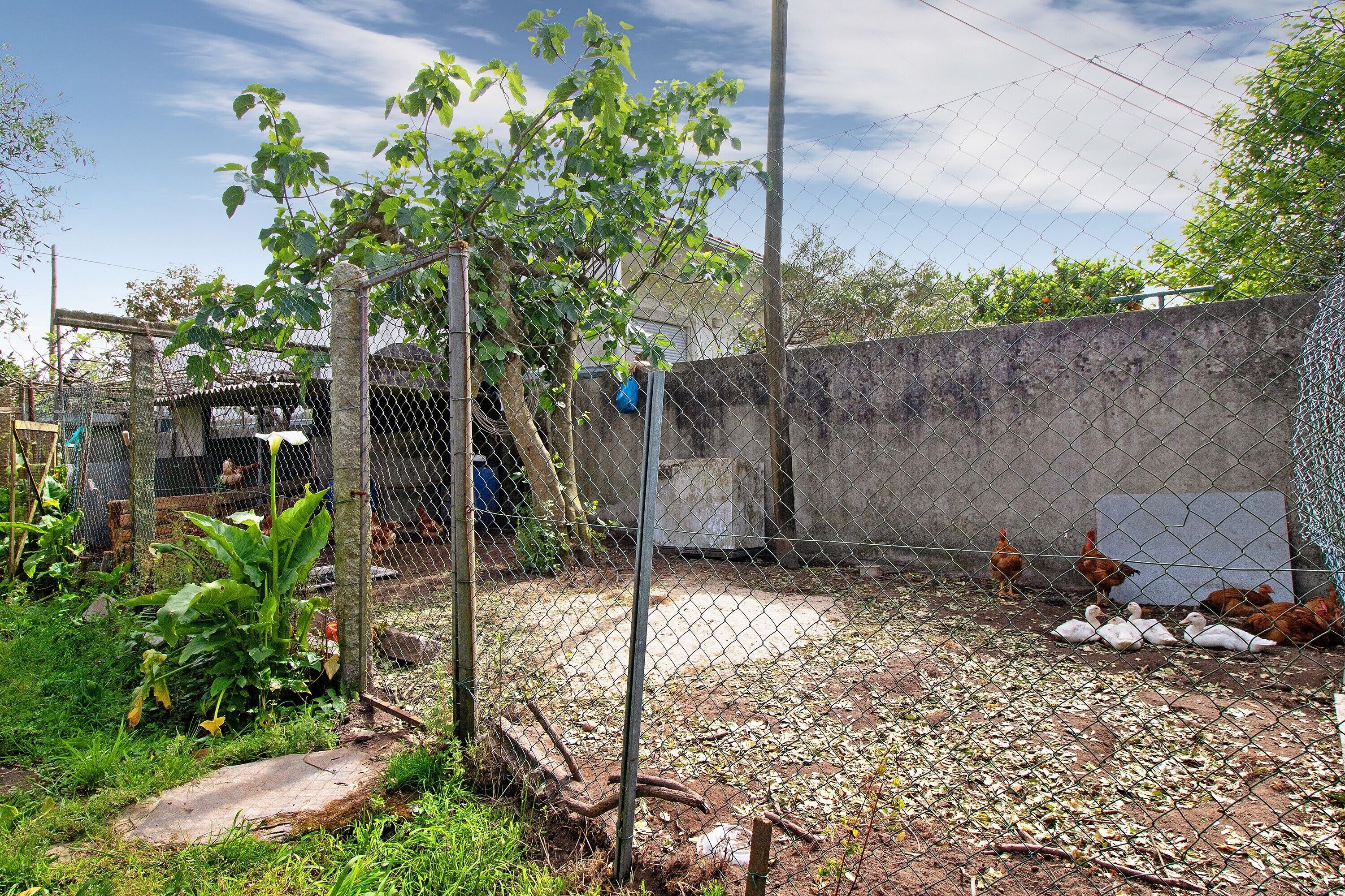 Un espacio al aire libre rodeado por una cerca y un muro de concreto, con un árbol y gallinas.