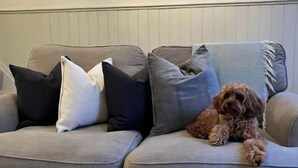 Un sofá gris con varios cojines, un perro pequeño acostado sobre él, y tres cuadros enmarcados en la pared de arriba.