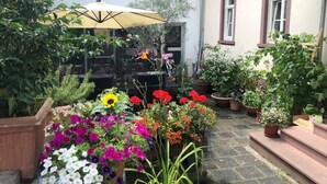 Un espace jardin agrémenté de plantes et de fleurs en pot, d’un banc en bois et d’une table avec un parasol.
