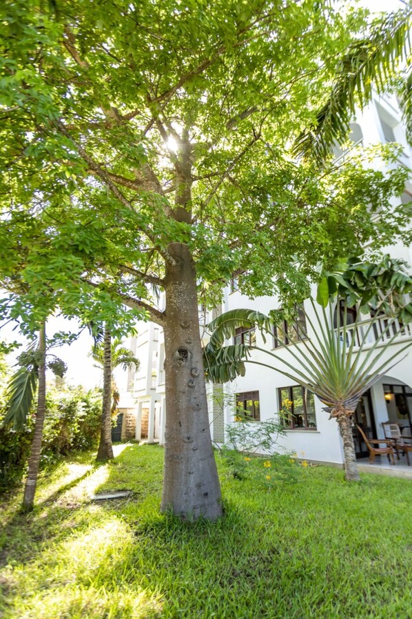 Un exuberante jardín con un árbol grande, una planta de palmera y un edificio blanco con ventanas y puertas.