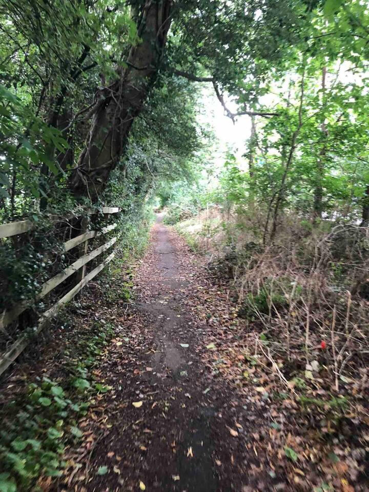 A narrow, leaf-covered path flanked by dense foliage and a wooden fence.