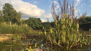 Un étang paisible, parsemé de nénuphars et bordé de hautes herbes, entouré d’arbres et surplombé d’un ciel dégagé.
