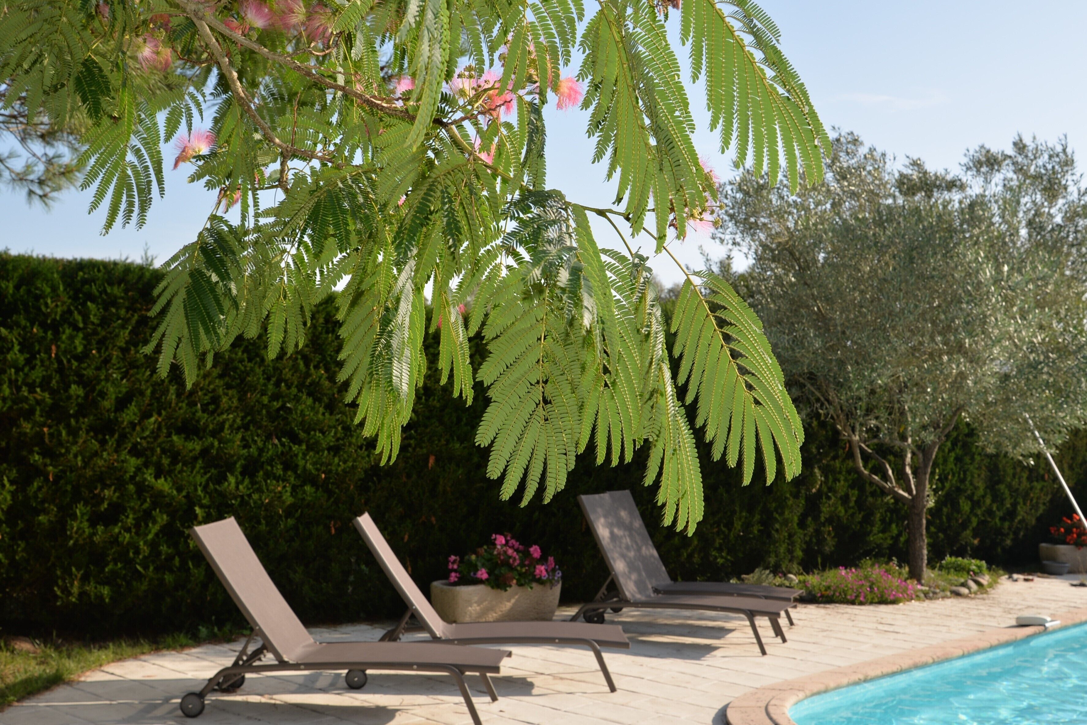 Un espace aménagé au bord de la piscine, avec des chaises longues, un jardinier et une haie en arrière-plan.