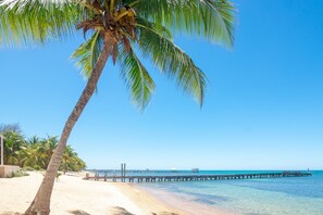 Ein Strand mit einer Palme, blauem Himmel und einer Anlegestelle, die sich ins Wasser erstreckt.