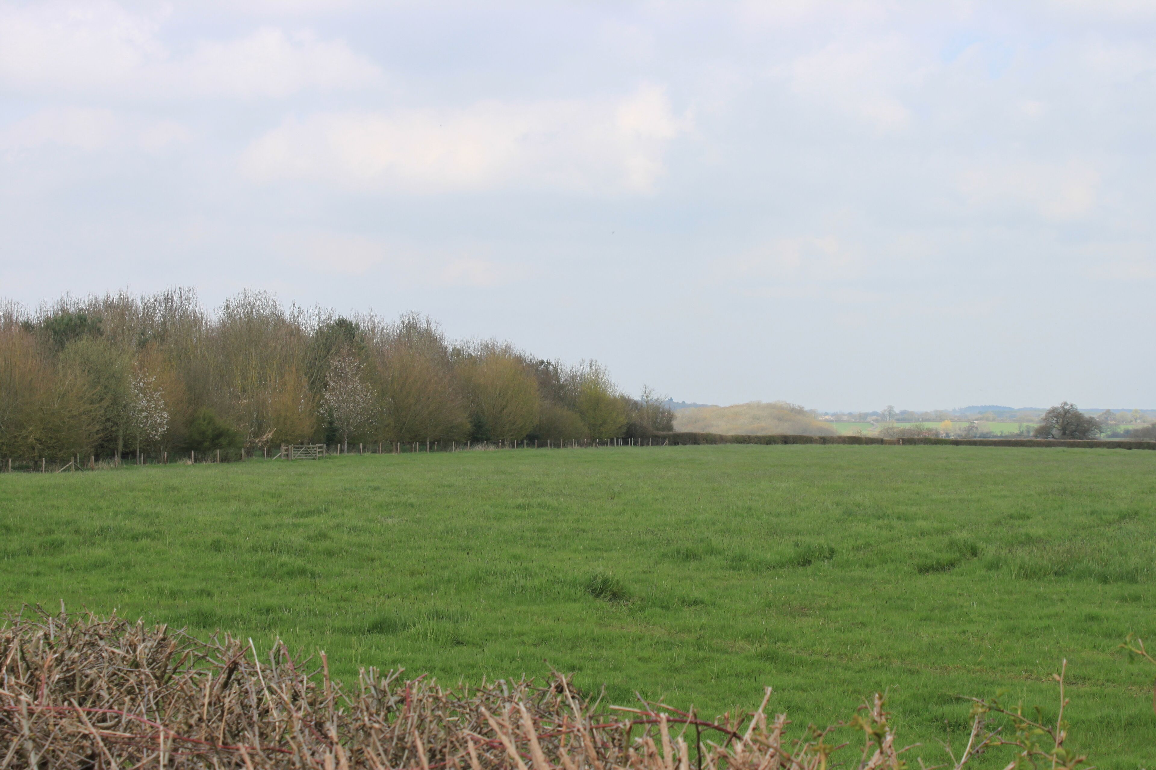 Een uitgestrekt veld met een boomrij in de verte.