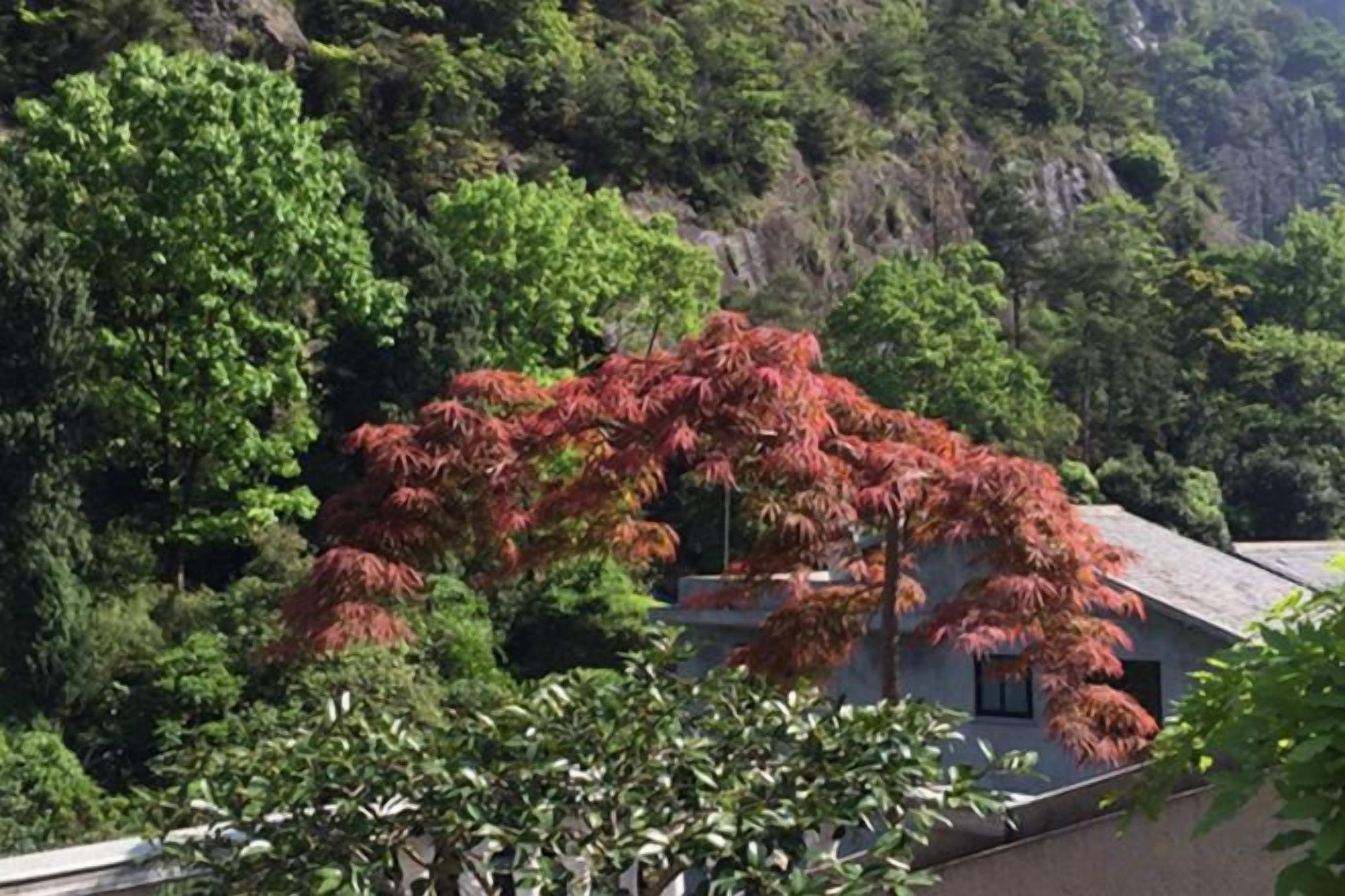 A building with a sloped roof surrounded by dense green foliage and trees.