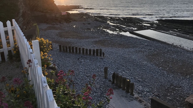 A rocky beach with a white fence and flowers in the foreground. - Oyster Catchers (Watchet)