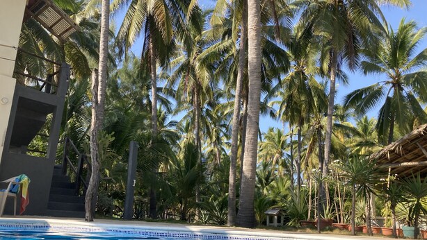 Ein Swimmingpool, umgeben von hohen Palmen, mit einer Treppe zu einer erhöhten Ebene.
