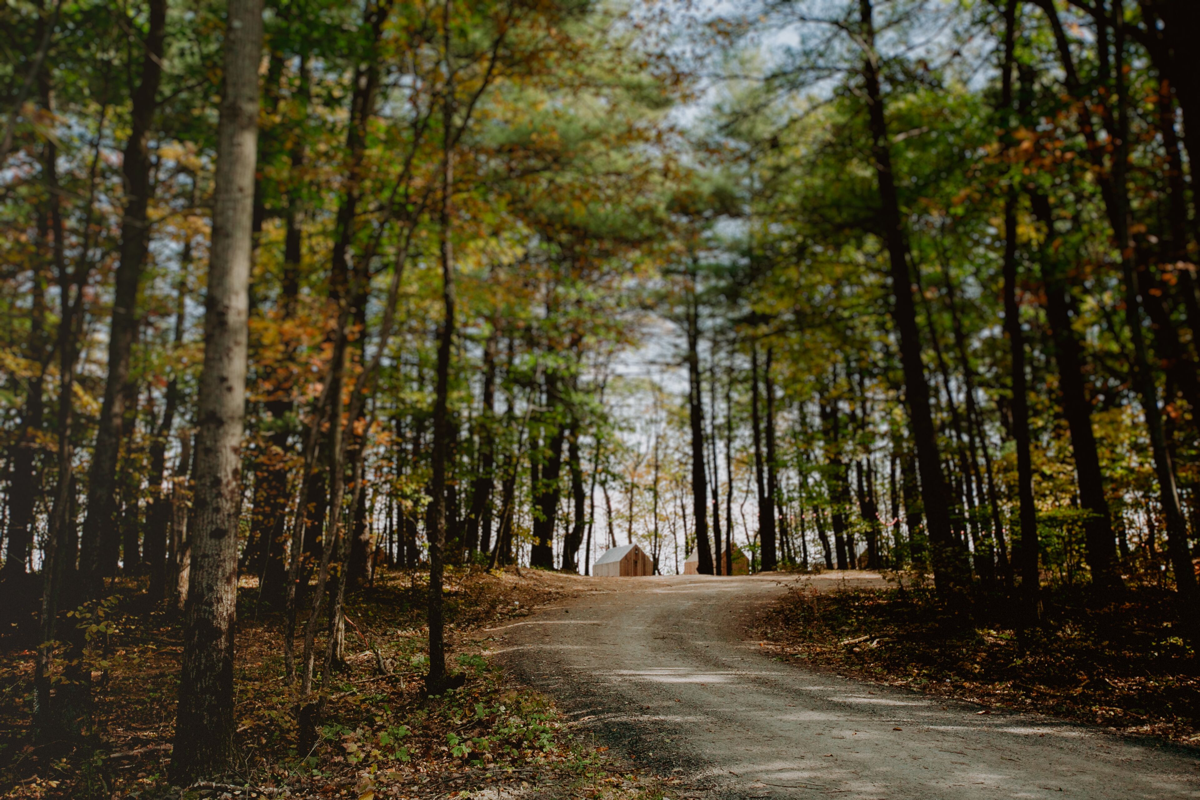 A forest road with tall trees and a distant white building.