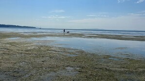 Une plage où une personne promène un chien, un voilier visible au loin et une étendue de terre couverte de forêts.