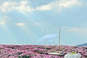 A chair with a white canopy and a table with fruits, set against a backdrop of pink flowers and a clear sky.