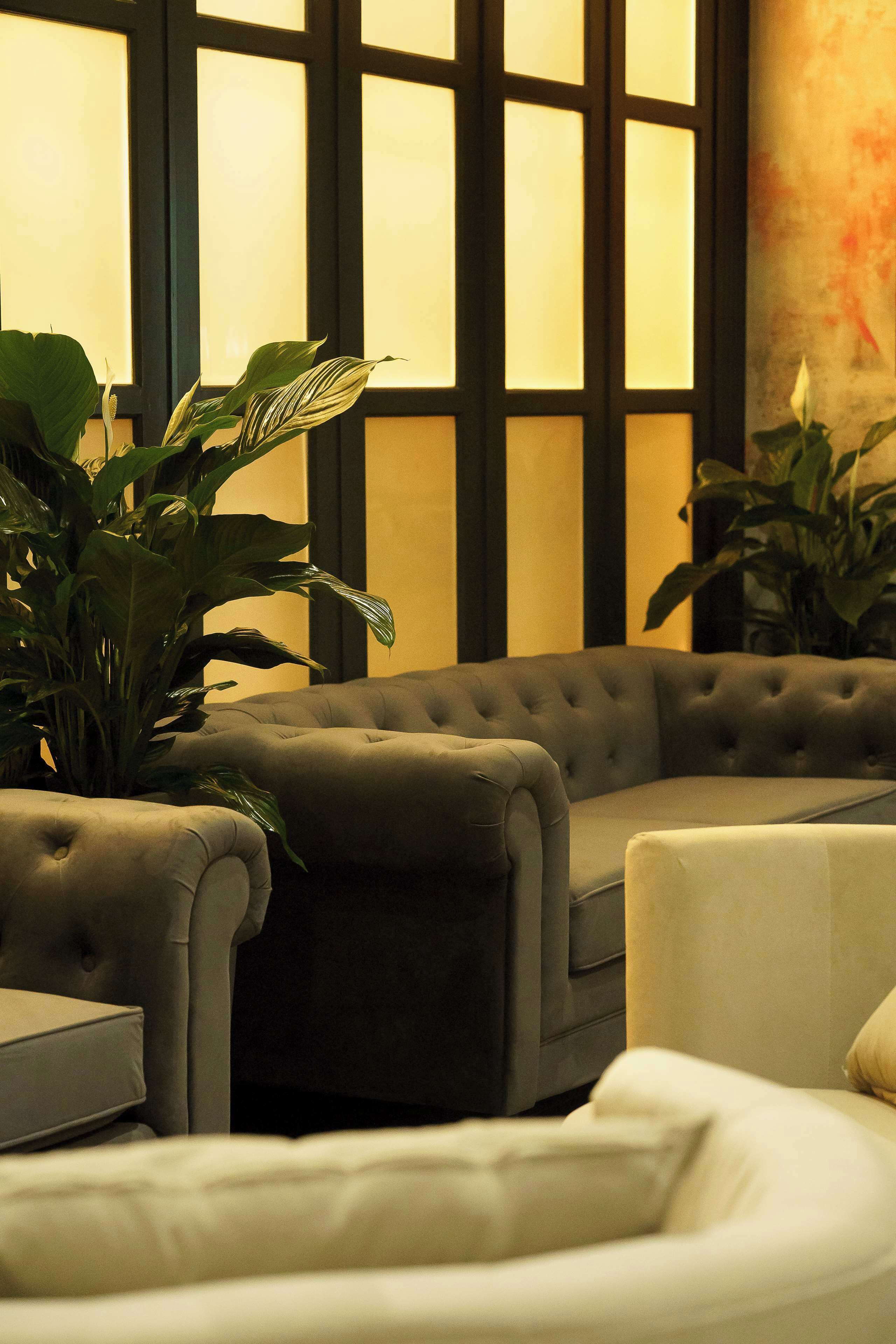 A room with a tufted sofa, a white armchair, and a large potted plant.