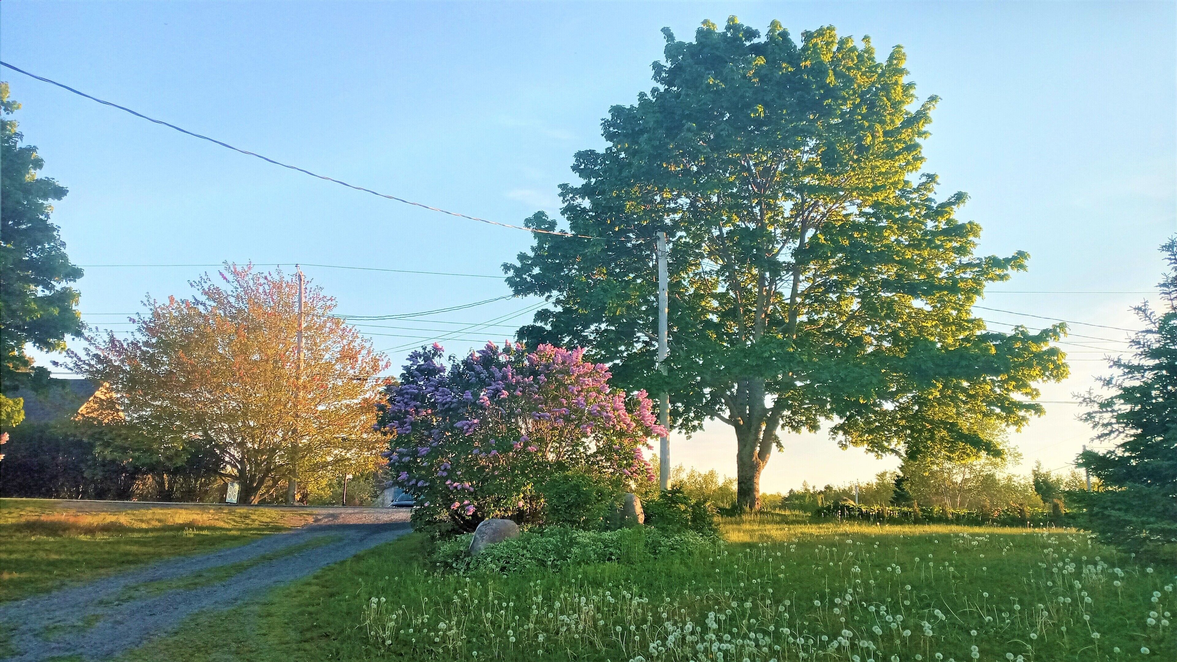 Maaseutumaisema, jossa on sorapolku, puita ja ruohikkoalue.