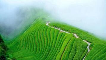 A terraced landscape with a winding path.