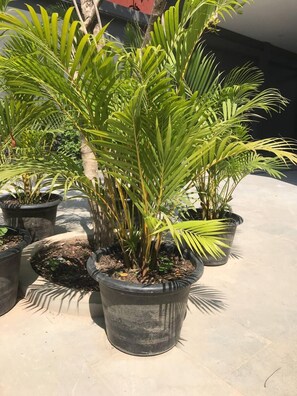 Garden - Hotel Chom Chao City (Phnom Penh)