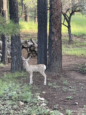 A deer standing in a forested area with trees and a pile of logs in the background.