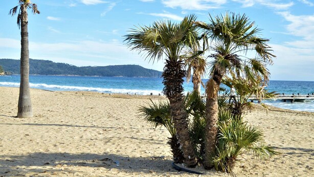 A sandy beach with palm trees and a clear blue sky.