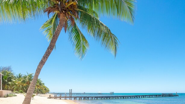 A beach with a palm tree, clear blue sky, and a pier extending into the water. - Casa Coral 2 Bedroom Home by RedAwning (Roatan)