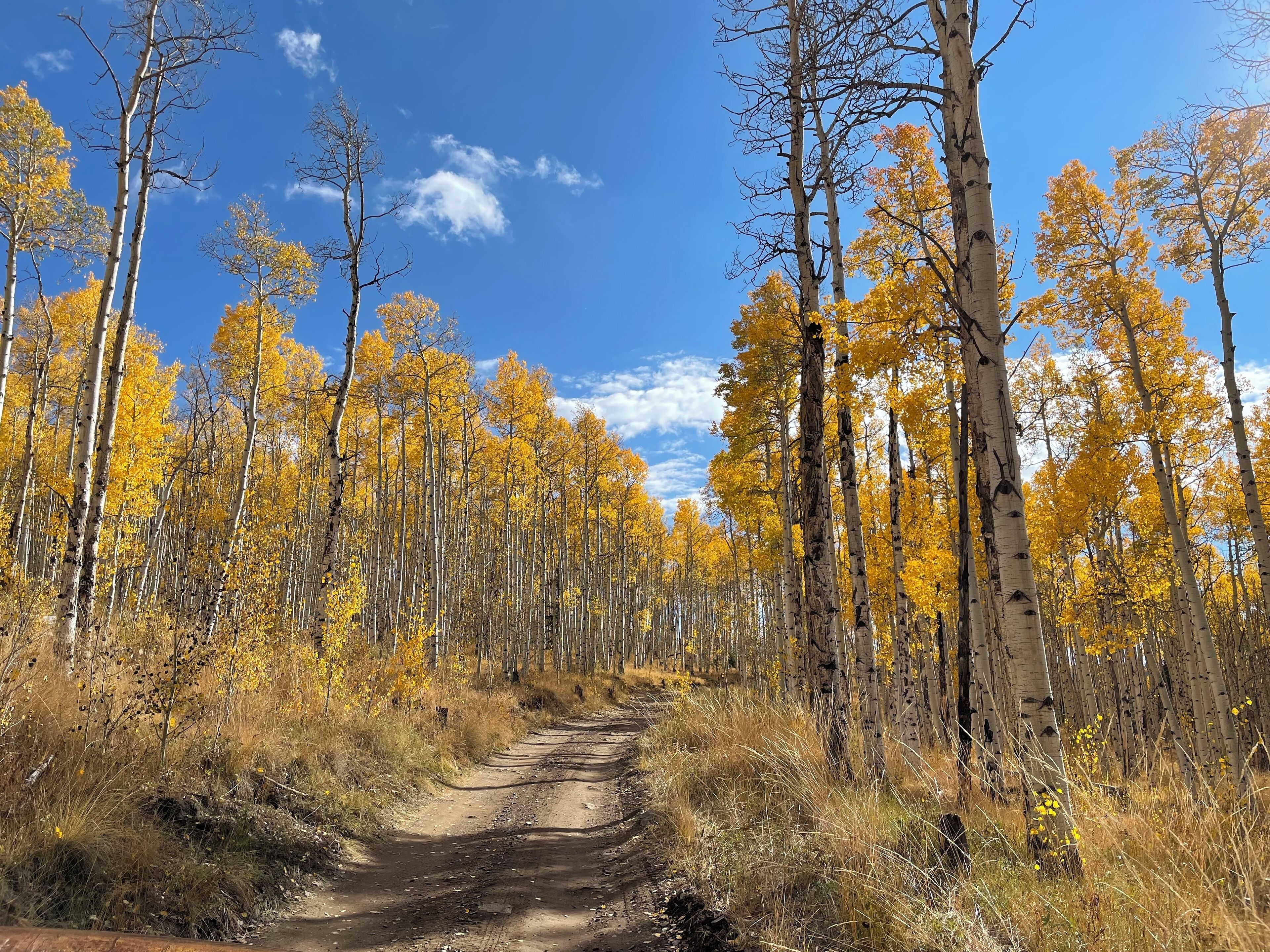 Buena Vista Home Base—Easy access to downtown, trails, river and 14ers : STR-240