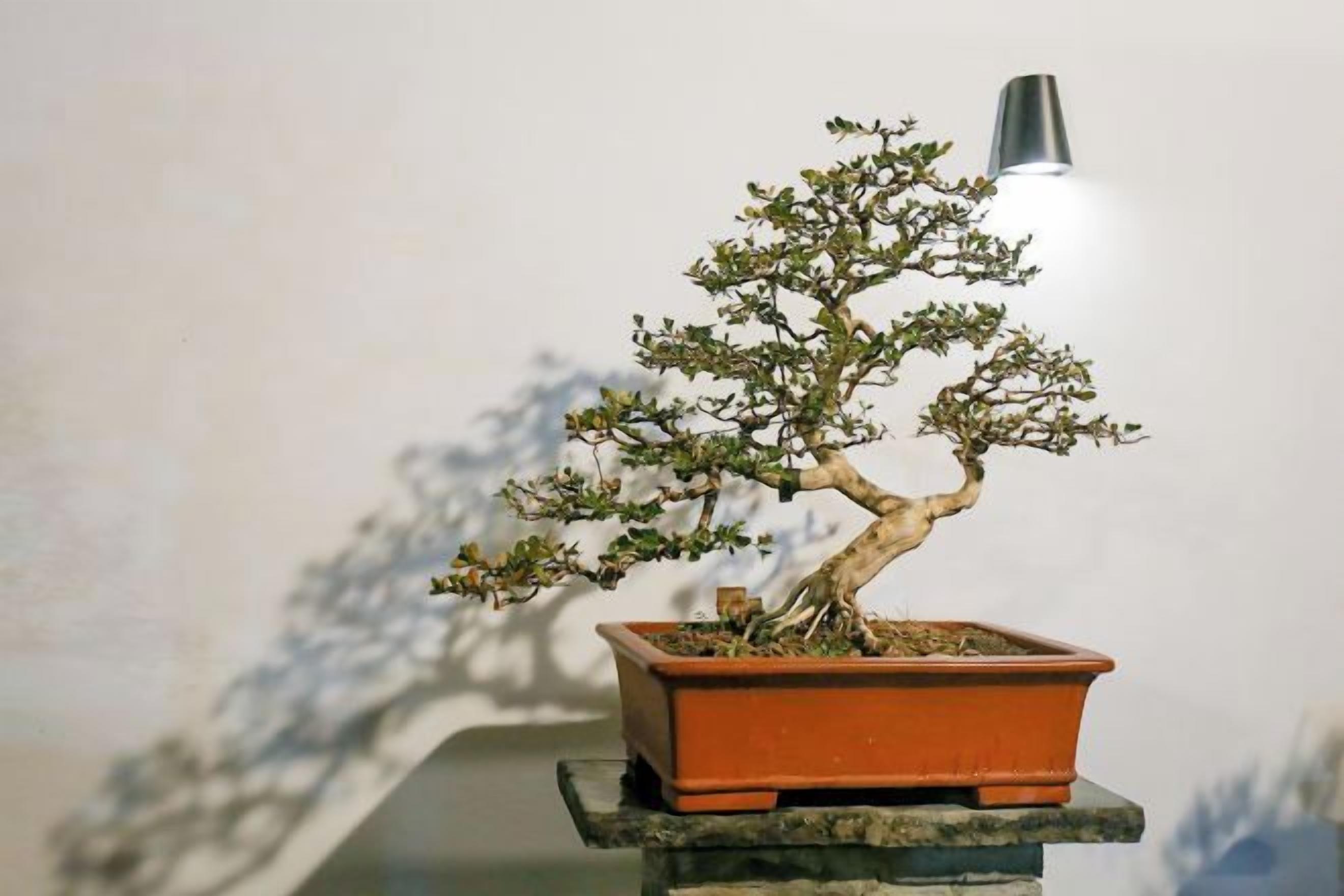 Un arbre bonsai dans un pot en terre cuite, posé sur un piédestal.