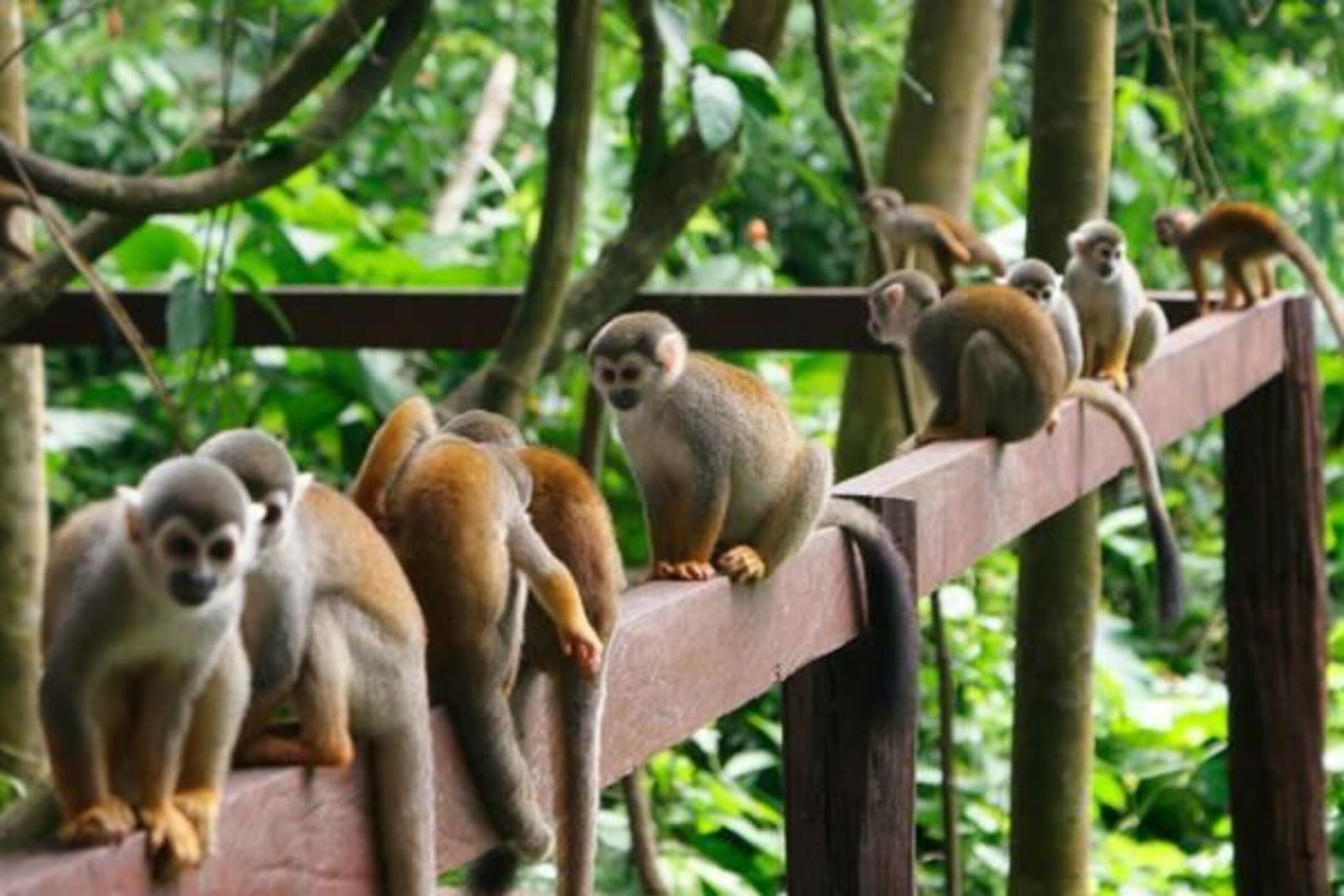 Un groupe de singes se trouve sur un pont en bois, dans un environnement luxuriant et verdoyant.