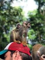 Una persona con gorra roja y blanca que tiene un animalito en la parte superior.
