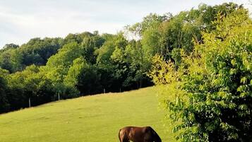 Un caballo pastando en un campo cubierto de hierba, con árboles al fondo.